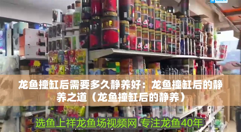 龍魚撞缸后需要多久靜養好：龍魚撞缸后的靜養之道（龍魚撞缸后的靜養）