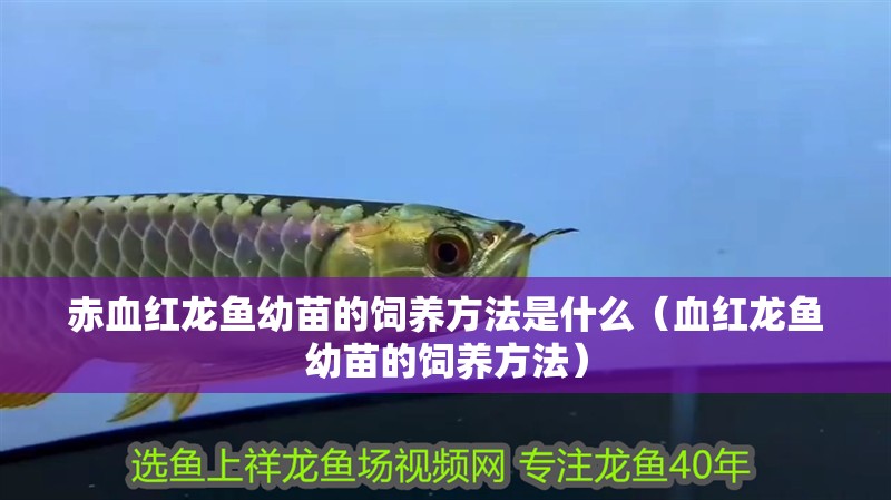 赤血紅龍魚幼苗的飼養方法是什么（血紅龍魚幼苗的飼養方法）