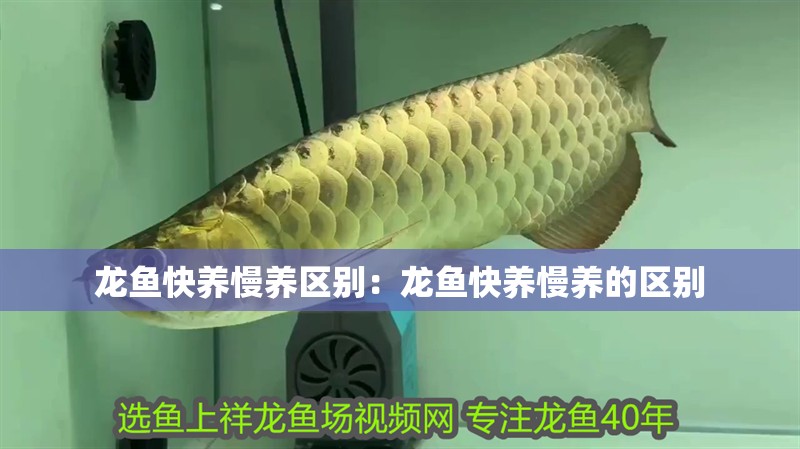 龍魚快養(yǎng)慢養(yǎng)區(qū)別：龍魚快養(yǎng)慢養(yǎng)的區(qū)別