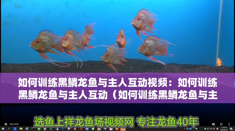 如何訓練黑鱗龍魚與主人互動視頻：如何訓練黑鱗龍魚與主人互動（如何訓練黑鱗龍魚與主人之間的互動）