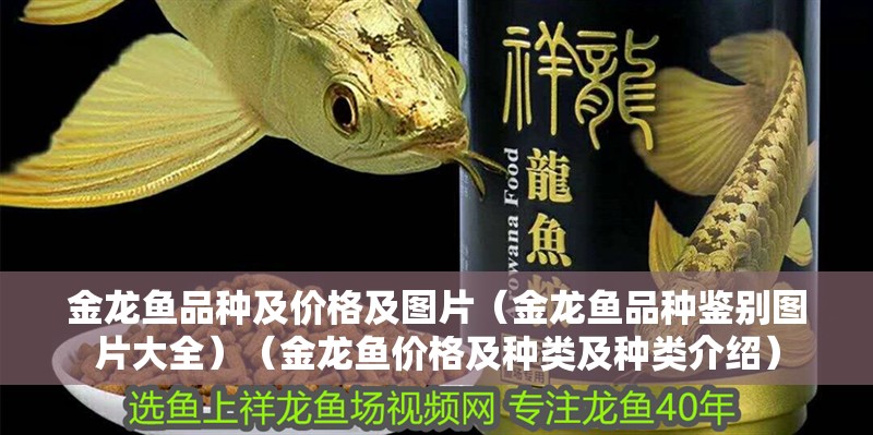 金龍魚品種及價格及圖片（金龍魚品種鑒別圖片大全）（金龍魚價格及種類及種類介紹）