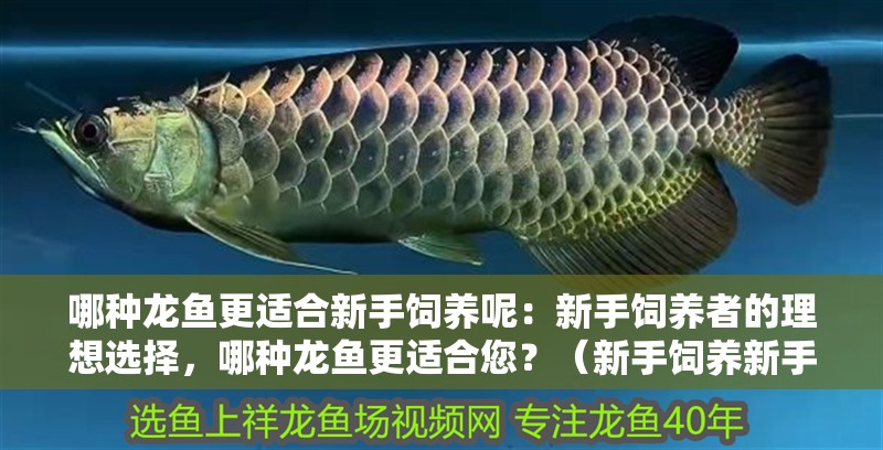 哪種龍魚更適合新手飼養(yǎng)呢：新手飼養(yǎng)者的理想選擇，哪種龍魚更適合您？（新手飼養(yǎng)新手飼養(yǎng)新手飼養(yǎng)龍魚需要注意哪些條件和習(xí)性） 哪種龍魚更適合新手飼養(yǎng)呢：新手飼養(yǎng)者的理想選擇，哪種龍魚更適合您？（新手飼養(yǎng)新手飼養(yǎng)新手飼養(yǎng)龍魚需要注意哪些條件和習(xí)性） 水族問答