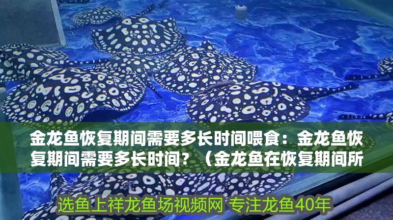 金龍魚恢復期間需要多長時間喂食：金龍魚恢復期間需要多長時間？（金龍魚在恢復期間所需的時間）