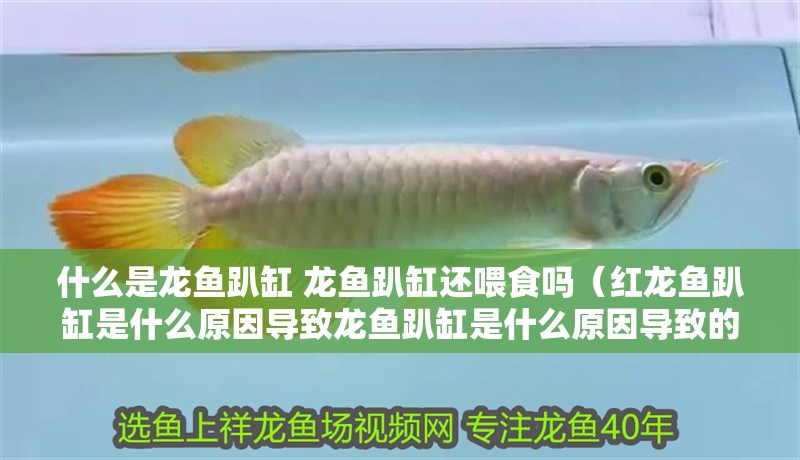 什么是龍魚趴缸 龍魚趴缸還喂食嗎（紅龍魚趴缸是什么原因導致龍魚趴缸是什么原因導致的）