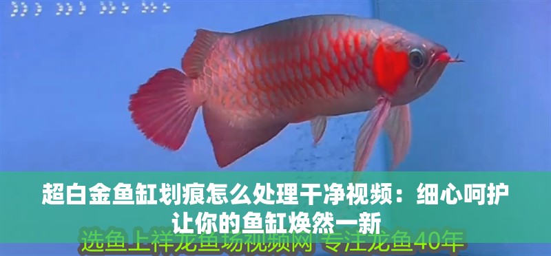 超白金魚缸劃痕怎么處理干凈視頻：細心呵護讓你的魚缸煥然一新