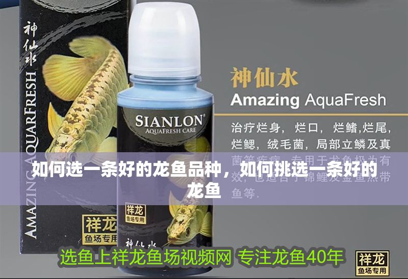如何選一條好的龍魚品種，如何挑選一條好的龍魚