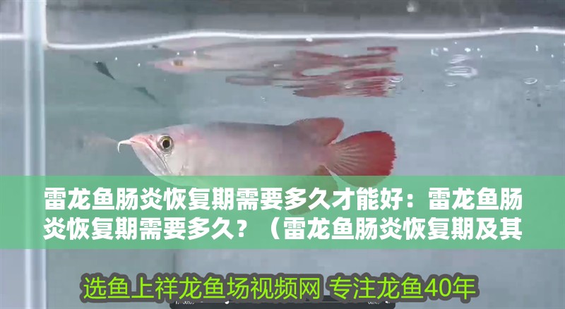 雷龍魚腸炎恢復(fù)期需要多久才能好：雷龍魚腸炎恢復(fù)期需要多久？（雷龍魚腸炎恢復(fù)期及其他魚腸炎的恢復(fù)期及其影響因素） 雷龍魚腸炎恢復(fù)期需要多久才能好：雷龍魚腸炎恢復(fù)期需要多久？（雷龍魚腸炎恢復(fù)期及其他魚腸炎的恢復(fù)期及其影響因素） 水族問(wèn)答