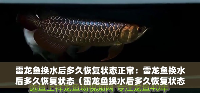 雷龍魚換水后多久恢復狀態正常：雷龍魚換水后多久恢復狀態（雷龍魚換水后多久恢復狀態正常）