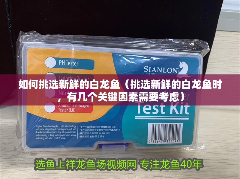如何挑選新鮮的白龍魚（挑選新鮮的白龍魚時，有幾個關鍵因素需要考慮）