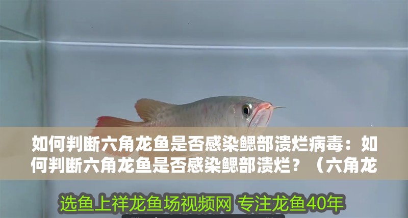 如何判斷六角龍魚是否感染鰓部潰爛病毒：如何判斷六角龍魚是否感染鰓部潰爛？（六角龍魚感染鰓部潰爛病毒是否感染鰓部潰爛病毒的重要措施）