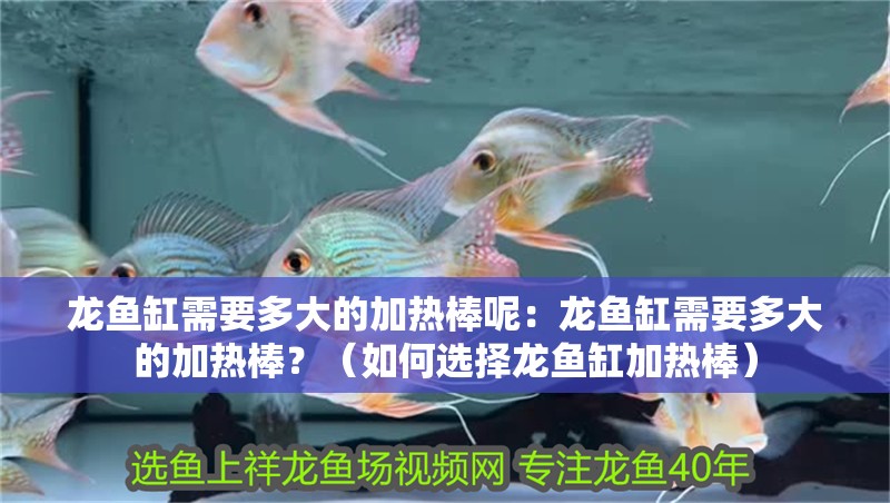 龍魚缸需要多大的加熱棒呢：龍魚缸需要多大的加熱棒？（如何選擇龍魚缸加熱棒）