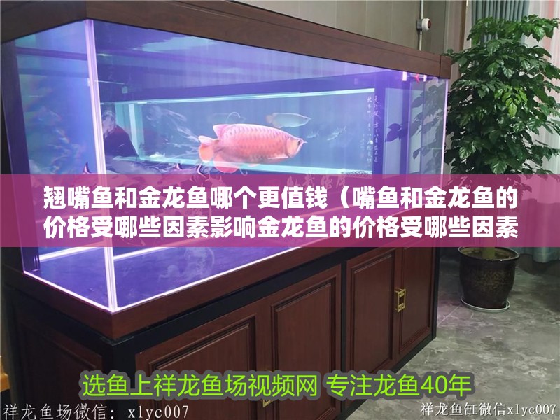 翹嘴魚(yú)和金龍魚(yú)哪個(gè)更值錢(qián)（嘴魚(yú)和金龍魚(yú)的價(jià)格受哪些因素影響金龍魚(yú)的價(jià)格受哪些因素影響）