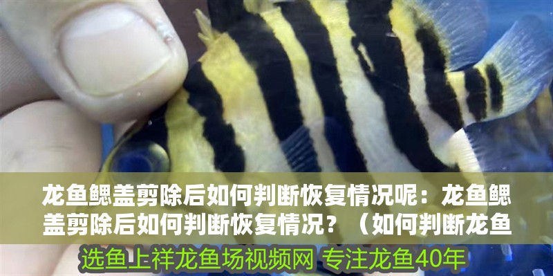 龍魚鰓蓋剪除后如何判斷恢復情況呢：龍魚鰓蓋剪除后如何判斷恢復情況？（如何判斷龍魚的恢復情況）
