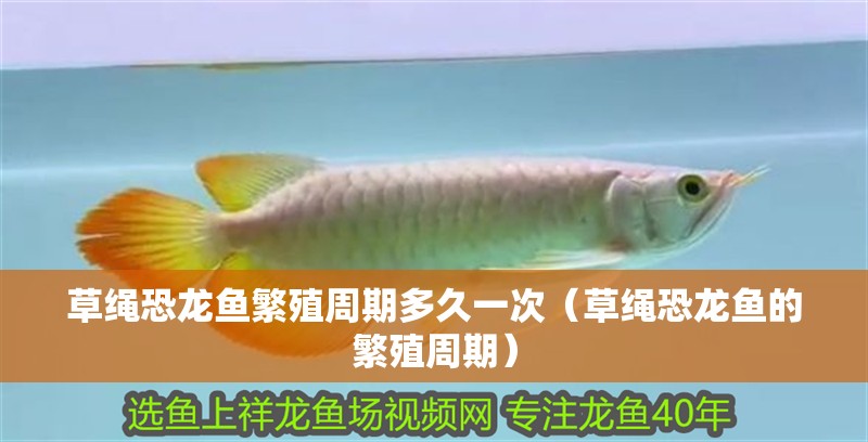 草繩恐龍魚繁殖周期多久一次（草繩恐龍魚的繁殖周期）