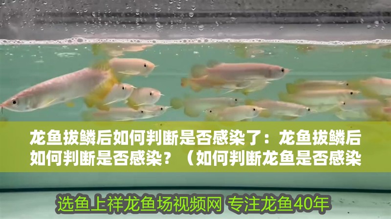 龍魚拔鱗后如何判斷是否感染了：龍魚拔鱗后如何判斷是否感染？（如何判斷龍魚是否感染了疾病）