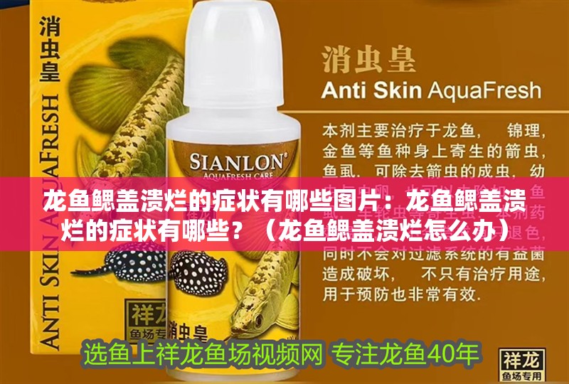 龍魚鰓蓋潰爛的癥狀有哪些圖片：龍魚鰓蓋潰爛的癥狀有哪些？（龍魚鰓蓋潰爛怎么辦）