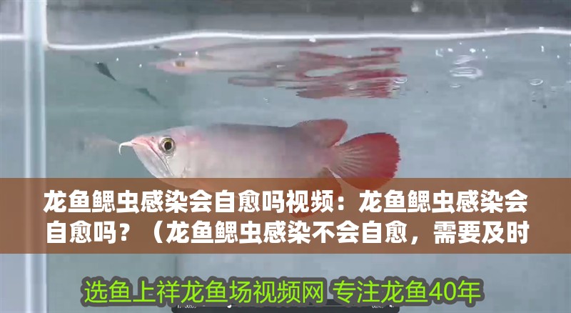 龍魚鰓蟲感染會自愈嗎視頻：龍魚鰓蟲感染會自愈嗎？（龍魚鰓蟲感染不會自愈，需要及時采取治療措施，加強(qiáng)預(yù)防）