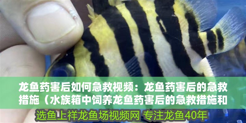 龍魚藥害后如何急救視頻：龍魚藥害后的急救措施（水族箱中飼養龍魚藥害后的急救措施和急救措施和急救措施）