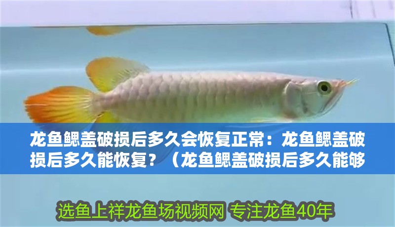 龍魚鰓蓋破損后多久會恢復正常：龍魚鰓蓋破損后多久能恢復？（龍魚鰓蓋破損后多久能夠恢復時間恢復正常狀態和個體差異）