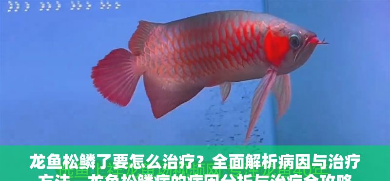 龍魚松鱗了要怎么治療？全面解析病因與治療方法，龍魚松鱗病的病因分析與治療全攻略