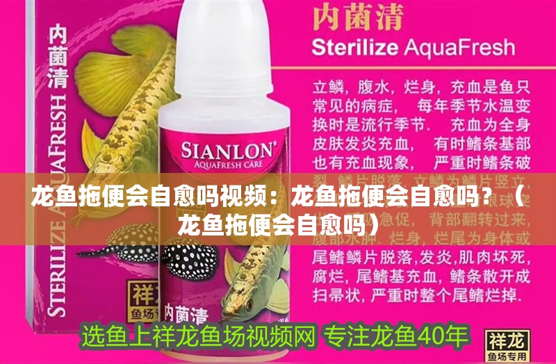 龍魚拖便會自愈嗎視頻：龍魚拖便會自愈嗎？（龍魚拖便會自愈嗎）
