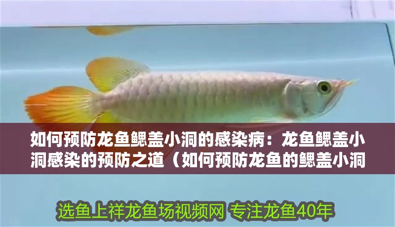 如何預防龍魚鰓蓋小洞的感染?。糊堲~鰓蓋小洞感染的預防之道（如何預防龍魚的鰓蓋小洞感染）