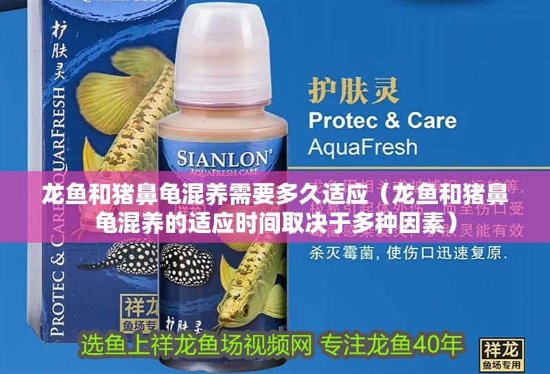 鸚鵡魚和銀龍魚混養怎樣喂食 龍魚和豬鼻龜混養需要多久適應(龍魚和豬鼻龜混養的適應時間取決于多種因素) 龍魚百科 龍魚和豬鼻龜混養需要多久適應(龍魚和豬鼻龜混養的適應時間取決于多種因素) 龍魚和豬鼻龜混養需要多久適應(龍魚和豬鼻龜混養的適應時間取決于多種因素) 龍魚百科