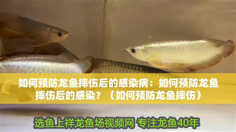 如何預防龍魚摔傷后的感染病：如何預防龍魚摔傷后的感染？（如何預防龍魚摔傷） 如何預防龍魚摔傷后的感染病：如何預防龍魚摔傷后的感染？（如何預防龍魚摔傷） 水族問答