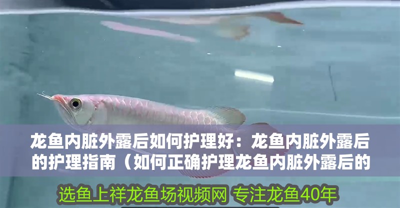 龍魚內(nèi)臟外露后如何護理好：龍魚內(nèi)臟外露后的護理指南（如何正確護理龍魚內(nèi)臟外露后的情況）