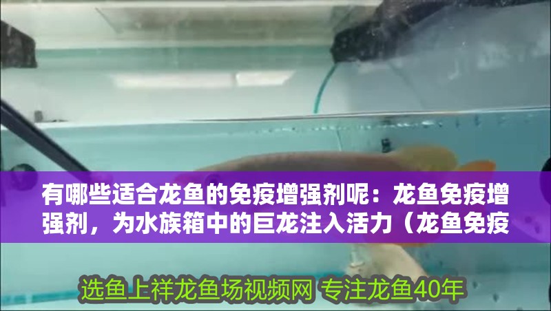有哪些適合龍魚的免疫增強劑呢：龍魚免疫增強劑，為水族箱中的巨龍注入活力（龍魚免疫增強免疫增強劑對于龍魚的健康至關重要任務）