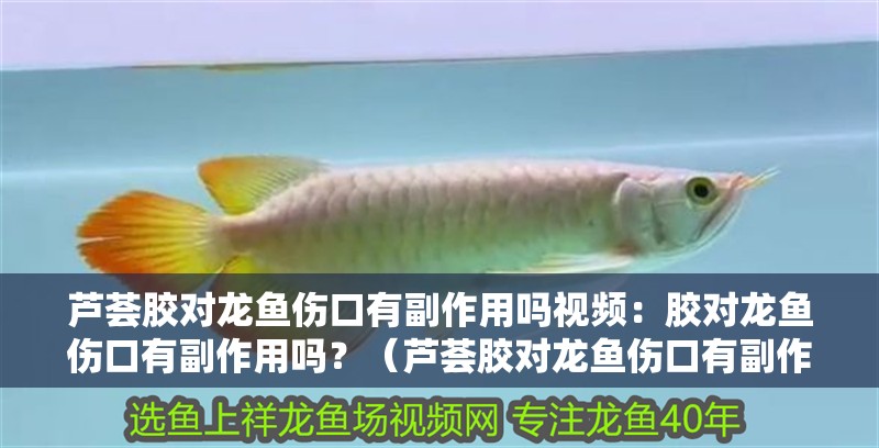 蘆薈膠對(duì)龍魚(yú)傷口有副作用嗎視頻：膠對(duì)龍魚(yú)傷口有副作用嗎？（蘆薈膠對(duì)龍魚(yú)傷口有副作用嗎，蘆薈膠對(duì)龍魚(yú)傷口真的有副作用嗎）