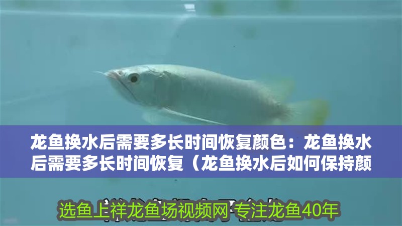 龍魚換水后需要多長時間恢復顏色：龍魚換水后需要多長時間恢復（龍魚換水后如何保持顏色穩定）