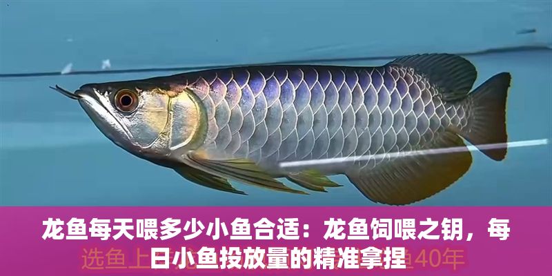龍魚每天喂多少小魚合適：龍魚飼喂之鑰，每日小魚投放量的精準拿捏