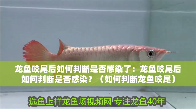 龍魚咬尾后如何判斷是否感染了：龍魚咬尾后如何判斷是否感染？（如何判斷龍魚咬尾）