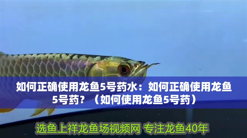 如何正確使用龍魚5號藥水：如何正確使用龍魚5號藥？（如何使用龍魚5號藥）