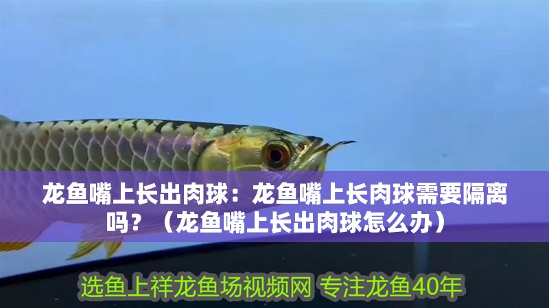 龍魚(yú)嘴上長(zhǎng)出肉球：龍魚(yú)嘴上長(zhǎng)肉球需要隔離嗎？（龍魚(yú)嘴上長(zhǎng)出肉球怎么辦）