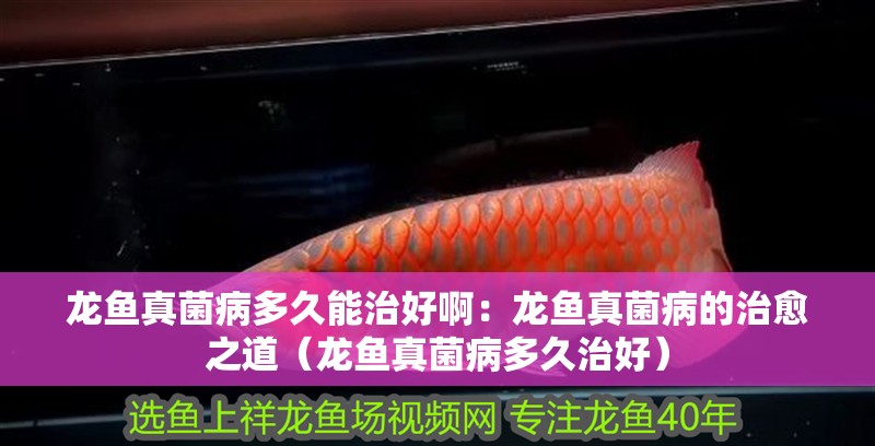龍魚真菌病多久能治好啊：龍魚真菌病的治愈之道（龍魚真菌病多久治好）