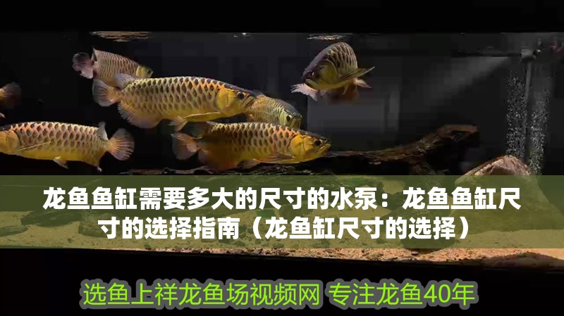 龍魚魚缸需要多大的尺寸的水泵：龍魚魚缸尺寸的選擇指南（龍魚缸尺寸的選擇）
