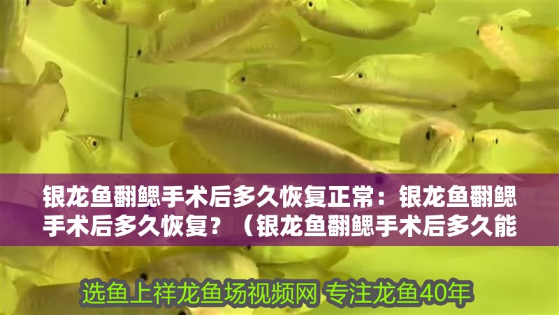 銀龍魚翻鰓手術后多久恢復正常：銀龍魚翻鰓手術后多久恢復？（銀龍魚翻鰓手術后多久能恢復）