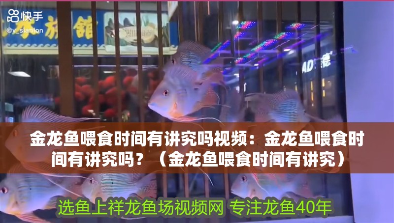 金龍魚喂食時間有講究嗎視頻：金龍魚喂食時間有講究嗎？（金龍魚喂食時間有講究）