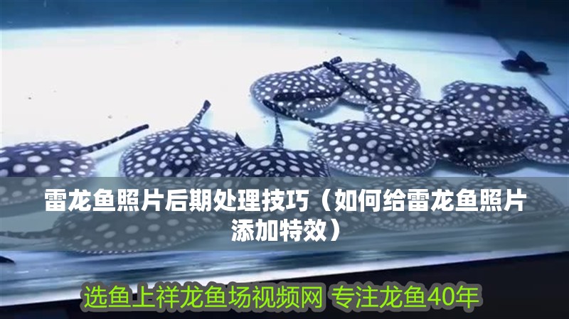 雷龍魚照片后期處理技巧（如何給雷龍魚照片添加特效）