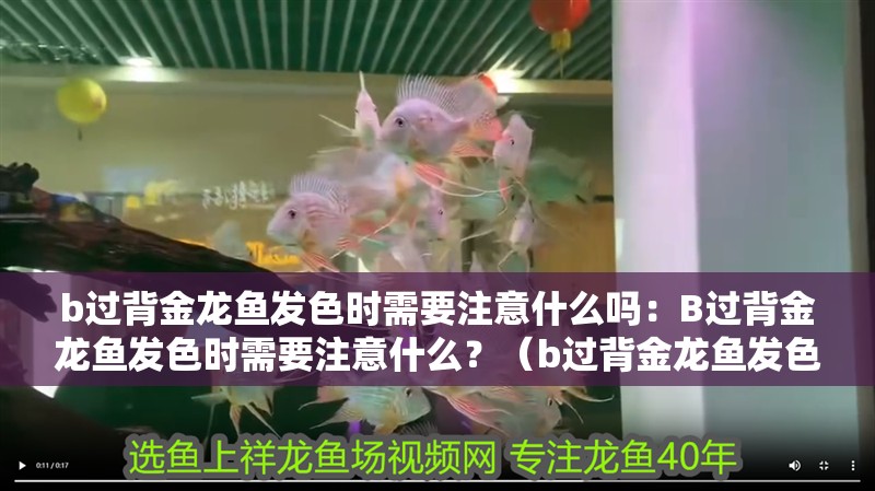 b過背金龍魚發色時需要注意什么嗎：B過背金龍魚發色時需要注意什么？（b過背金龍魚發色過程中需要注意什么，b過背金龍魚的發色過程）