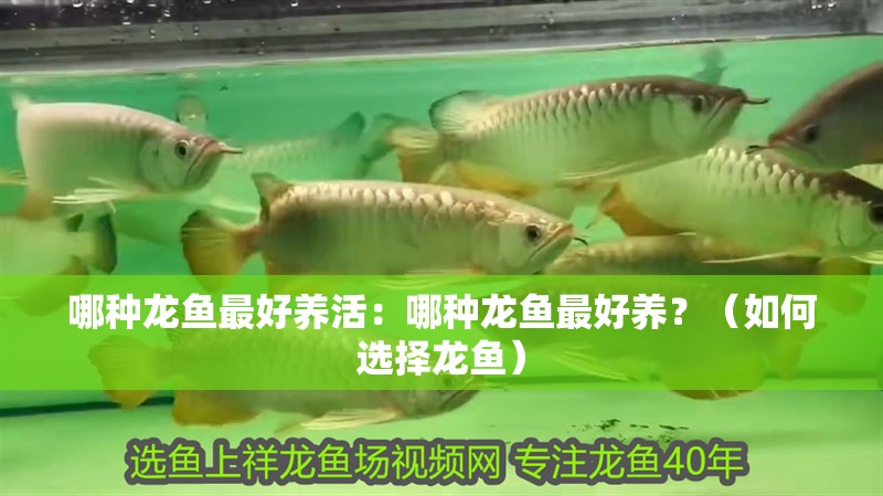哪種龍魚最好養(yǎng)活：哪種龍魚最好養(yǎng)？（如何選擇龍魚）