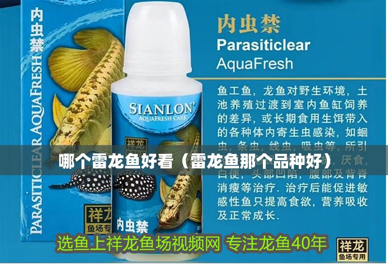 哪個雷龍魚好看（雷龍魚那個品種好）