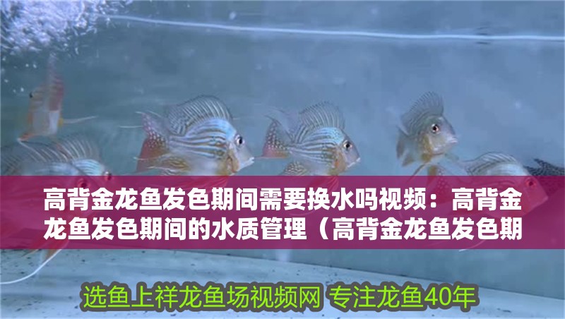 高背金龍魚發色期間需要換水嗎視頻：高背金龍魚發色期間的水質管理（高背金龍魚發色期間水質管理）