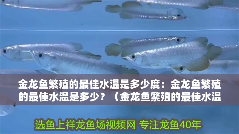 金龍魚繁殖的最佳水溫是多少度：金龍魚繁殖的最佳水溫是多少？（金龍魚繁殖的最佳水溫至關重要，了解金龍魚繁殖的最佳水溫范圍）