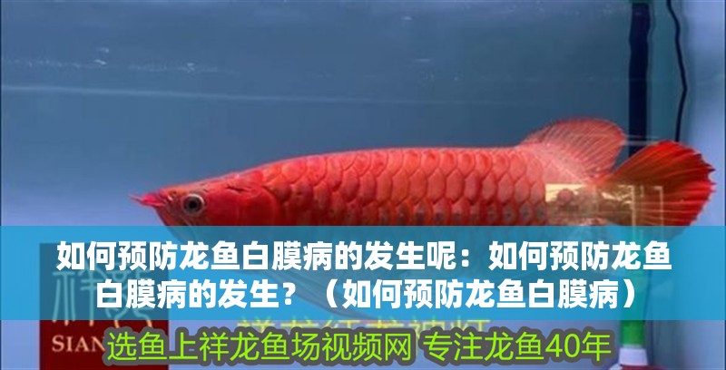 如何預防龍魚白膜病的發生呢：如何預防龍魚白膜病的發生？（如何預防龍魚白膜病）