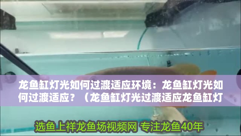 龍魚缸燈光如何過渡適應(yīng)環(huán)境：龍魚缸燈光如何過渡適應(yīng)？（龍魚缸燈光過渡適應(yīng)龍魚缸燈光過渡適應(yīng)的方法和方法）