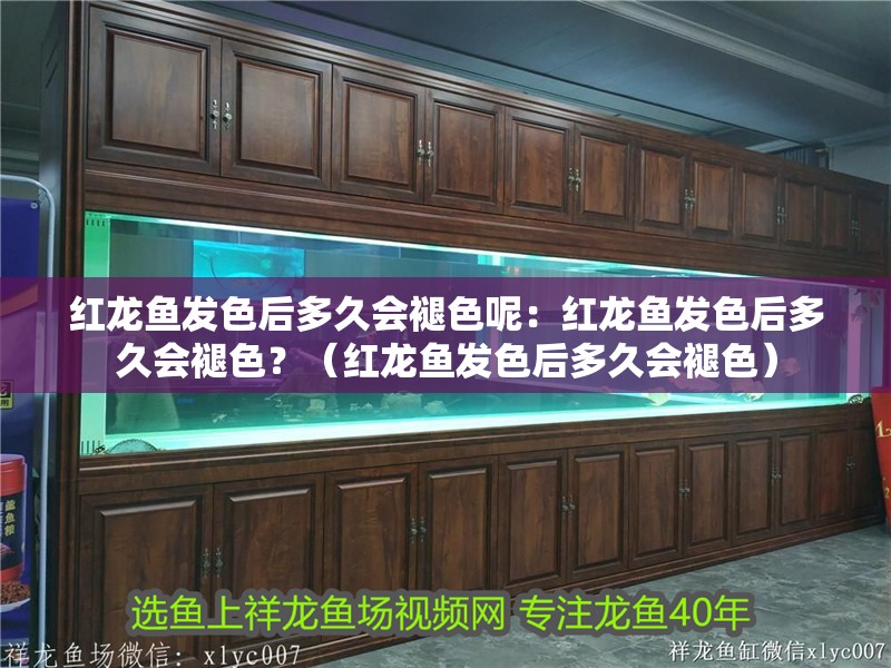 紅龍魚發(fā)色后多久會(huì)褪色呢：紅龍魚發(fā)色后多久會(huì)褪色？（紅龍魚發(fā)色后多久會(huì)褪色）