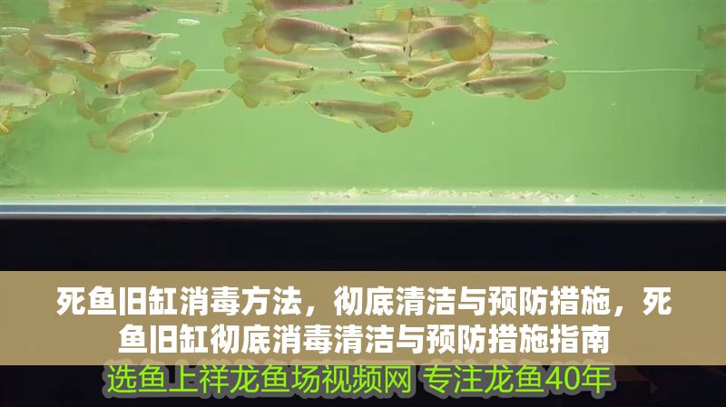 死魚(yú)舊缸消毒方法，徹底清潔與預(yù)防措施，死魚(yú)舊缸徹底消毒清潔與預(yù)防措施指南